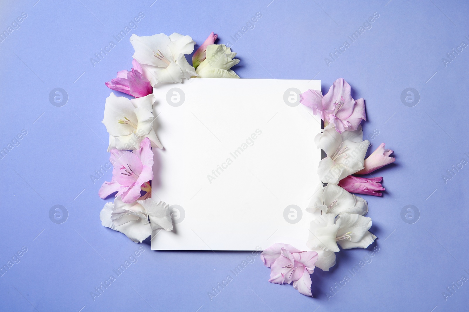 Photo of Beautiful gladiolus flowers with blank card on color background, top view