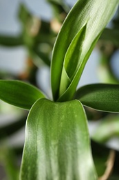 Green bamboo plant with leaves on blurred background, closeup