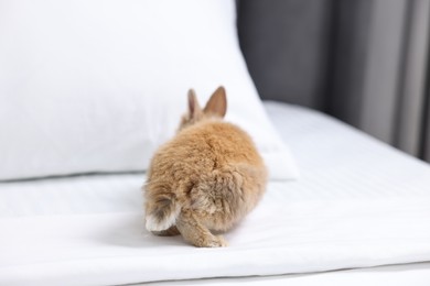 Photo of Cute fluffy pet rabbit on comfortable bed indoors