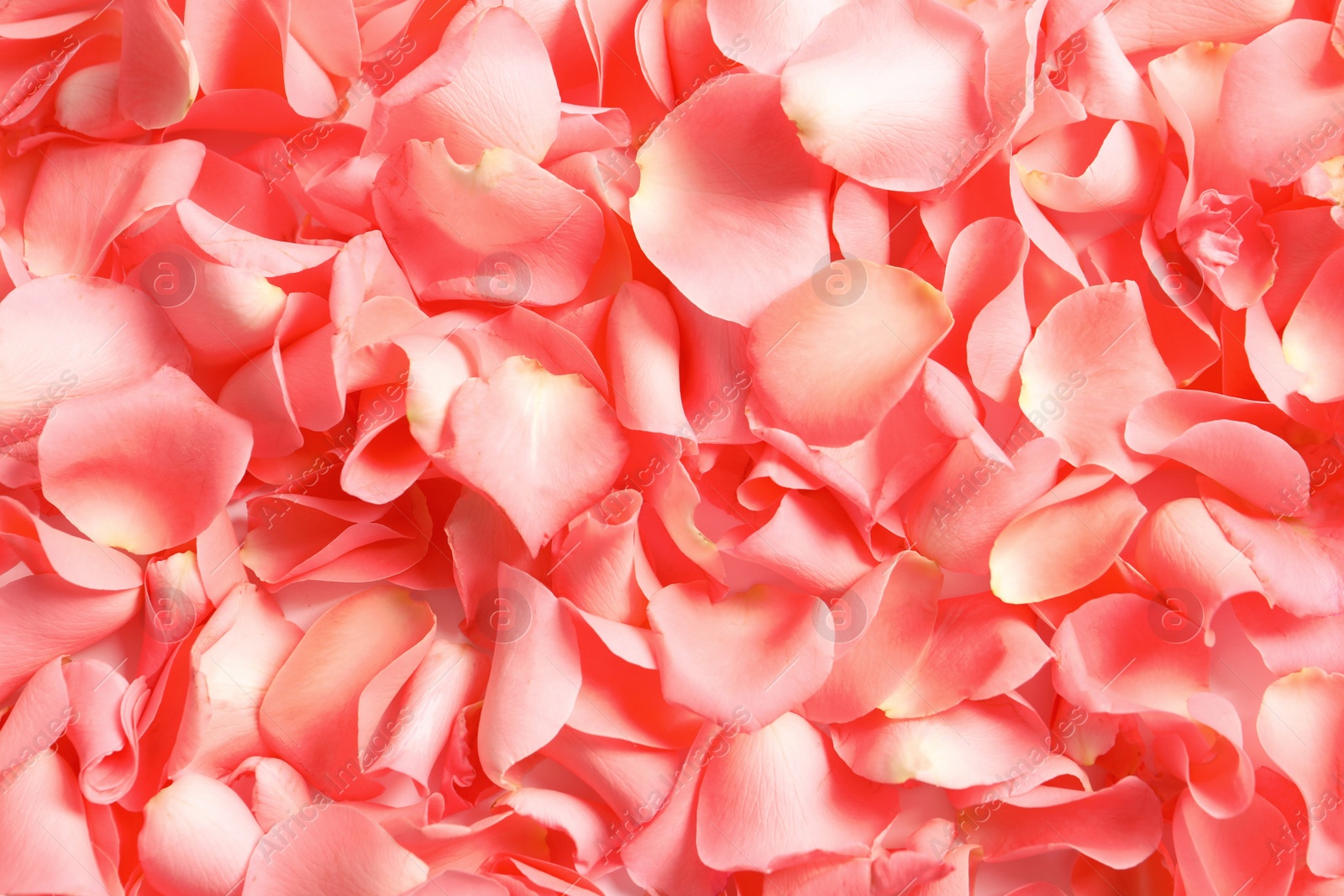 Photo of Beautiful rose petals as background