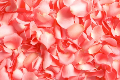 Beautiful rose petals as background