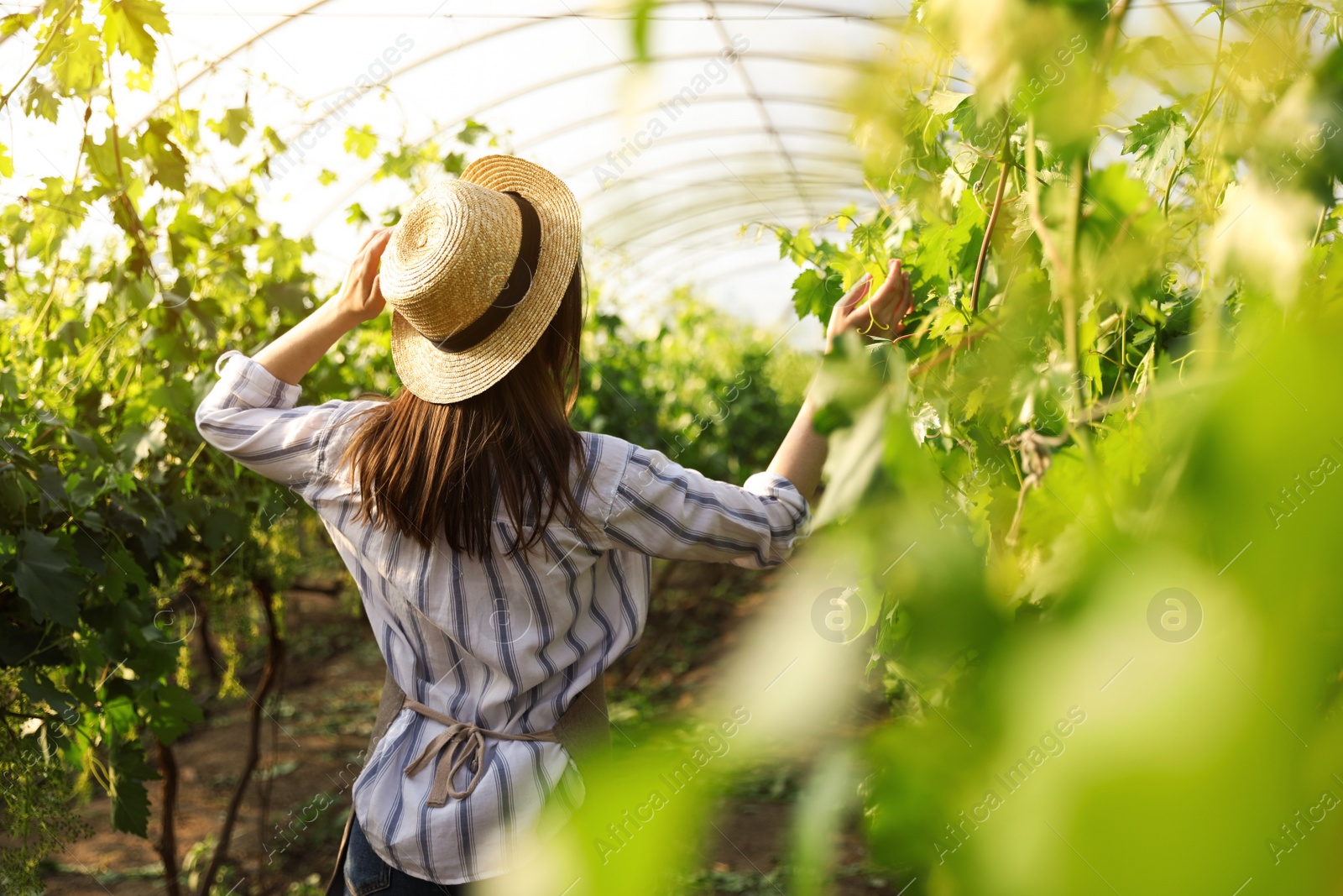 Photo of Woman among cultivated grape plants in greenhouse