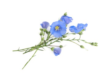 Photo of Beautiful light blue flax flowers on white background, top view