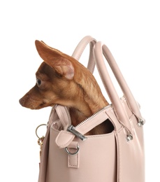 Photo of Cute toy terrier in female handbag isolated on white. Domestic dog