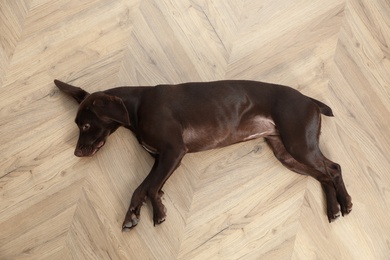 Photo of Cute German Shorthaired Pointer dog resting on warm floor, top view. Heating system
