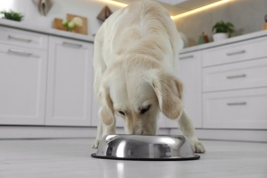 Photo of Cute Labrador Retriever eating from metal bowl indoors