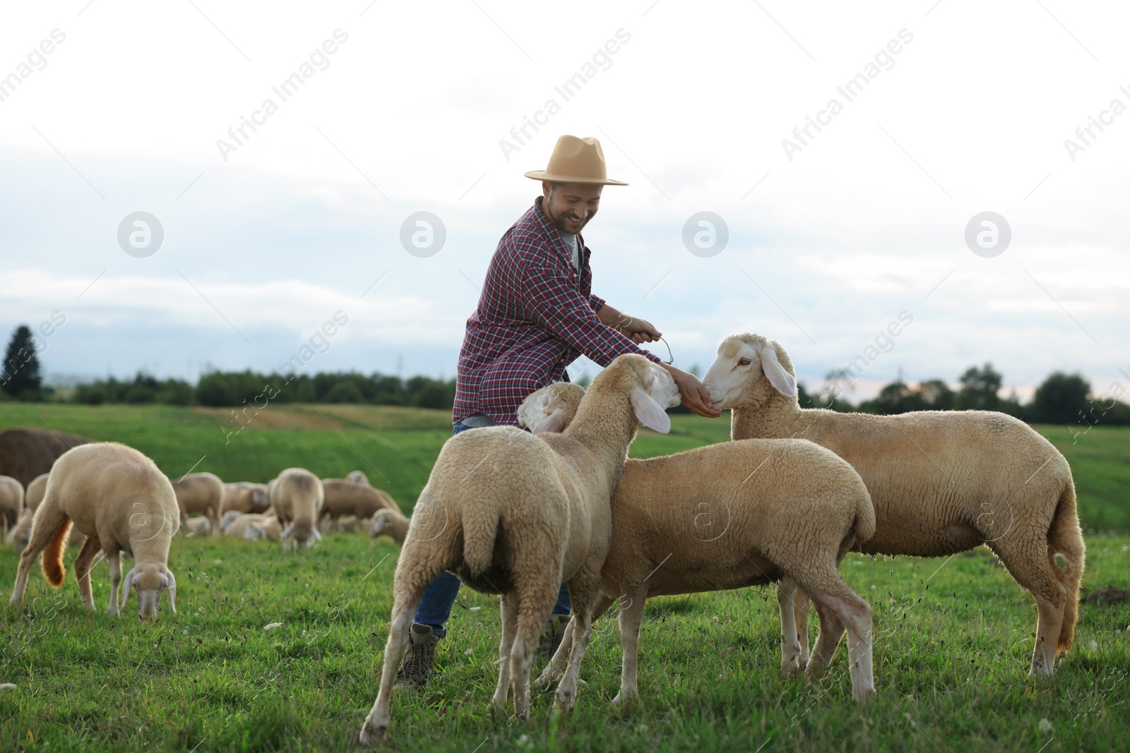 Photo of Smiling man with bucket feeding sheep on pasture at farm