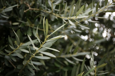 Closeup view of beautiful olive tree with green leaves outdoors