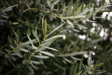 Photo of Closeup view of beautiful olive tree with green leaves outdoors