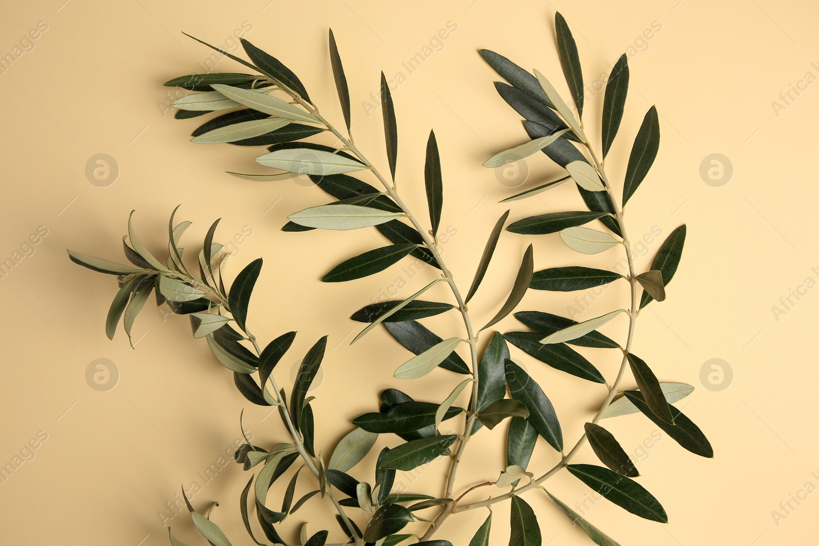 Photo of Twigs with fresh green olive leaves on beige background, top view