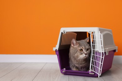 Photo of Travel with pet. Cute cat in carrier on floor near orange wall indoors, space for text