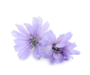 Photo of Beautiful tender chicory flowers on white background