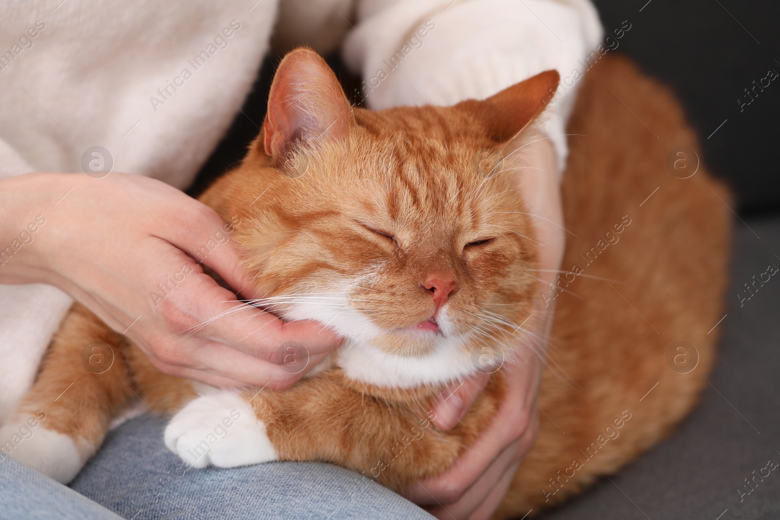 Photo of Woman with her cute cat on sofa at home, closeup