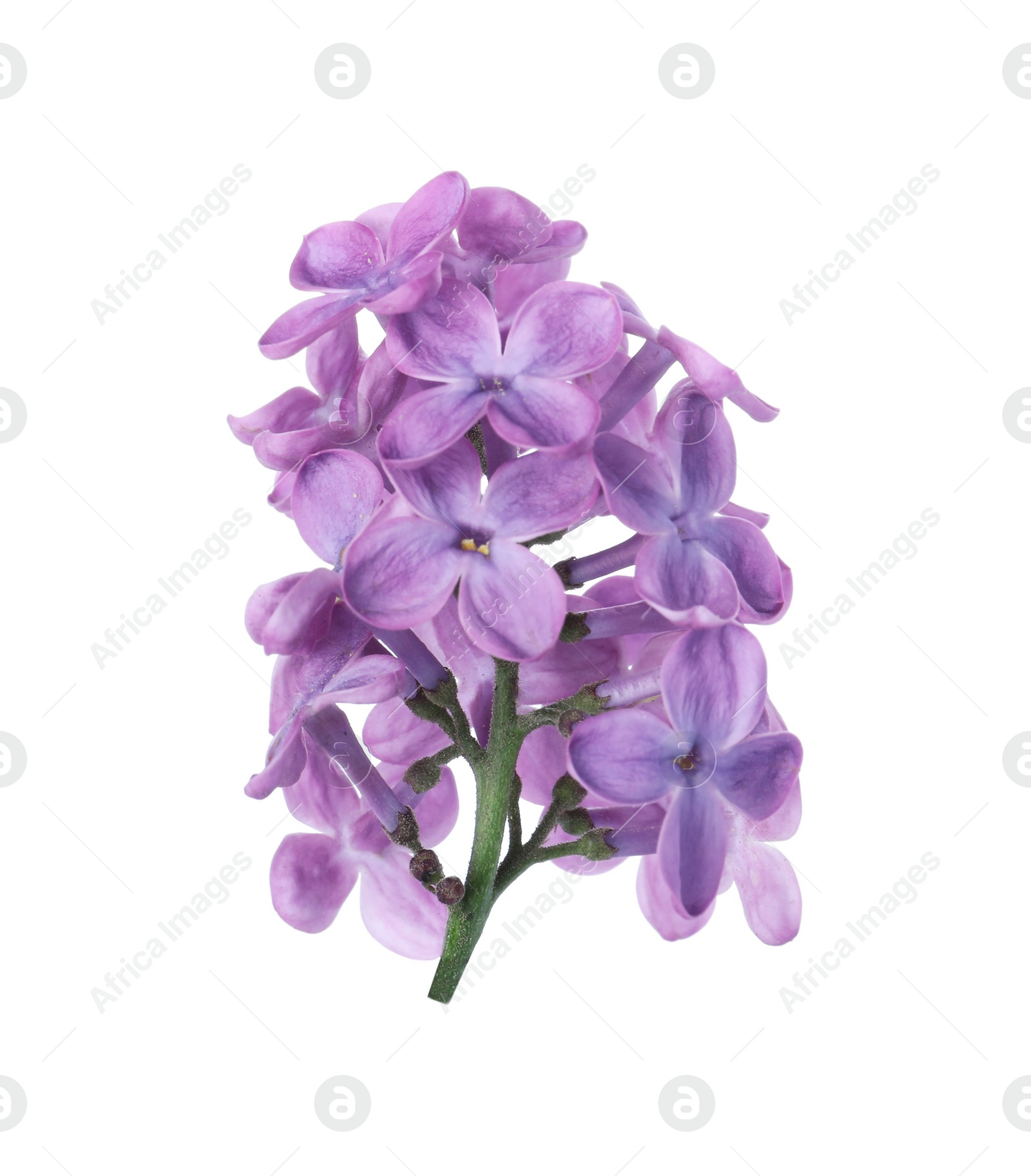 Photo of Beautiful violet lilac blossom isolated on white