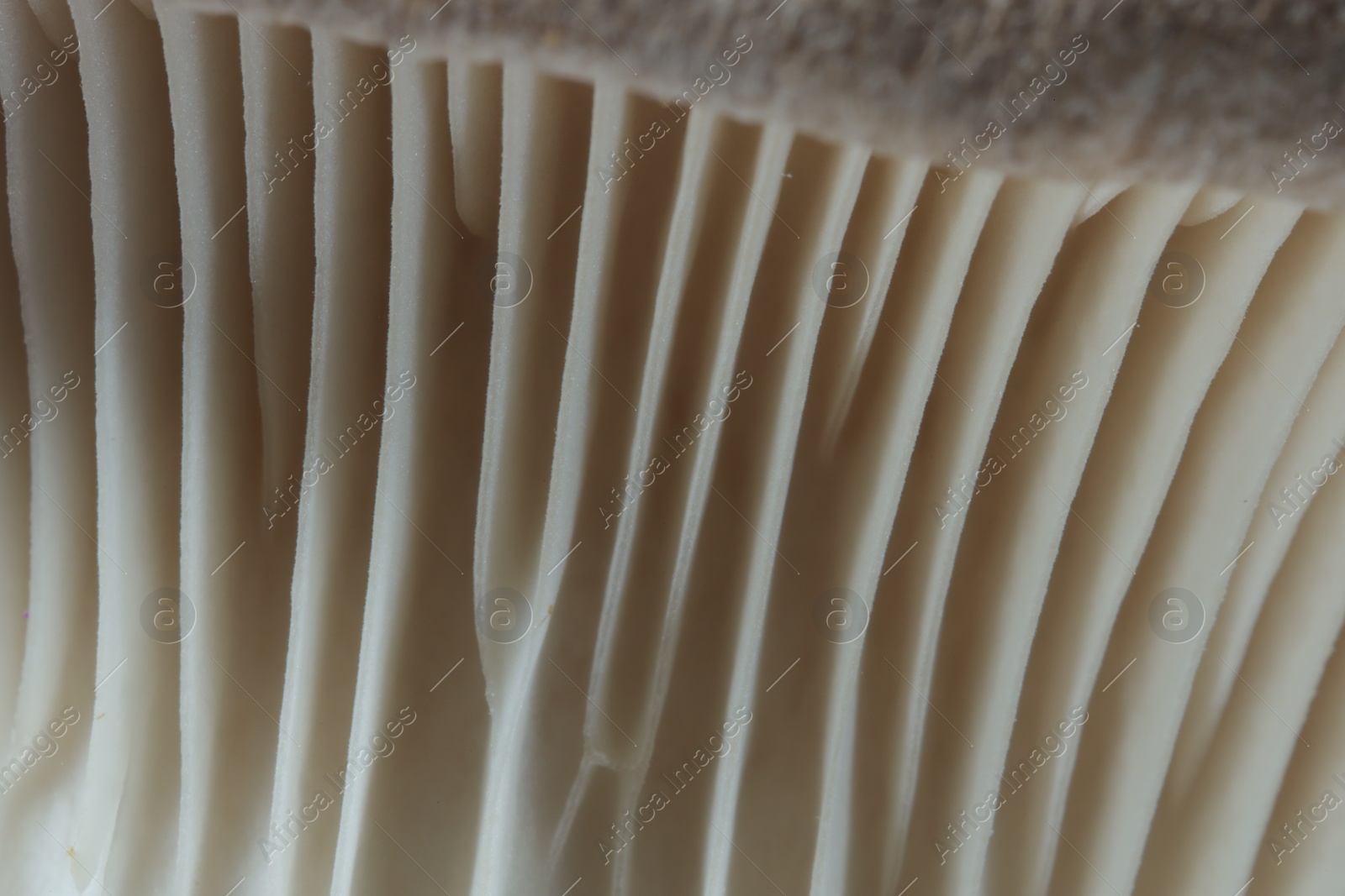 Photo of Fresh oyster mushroom as background, macro view