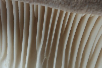 Fresh oyster mushroom as background, macro view