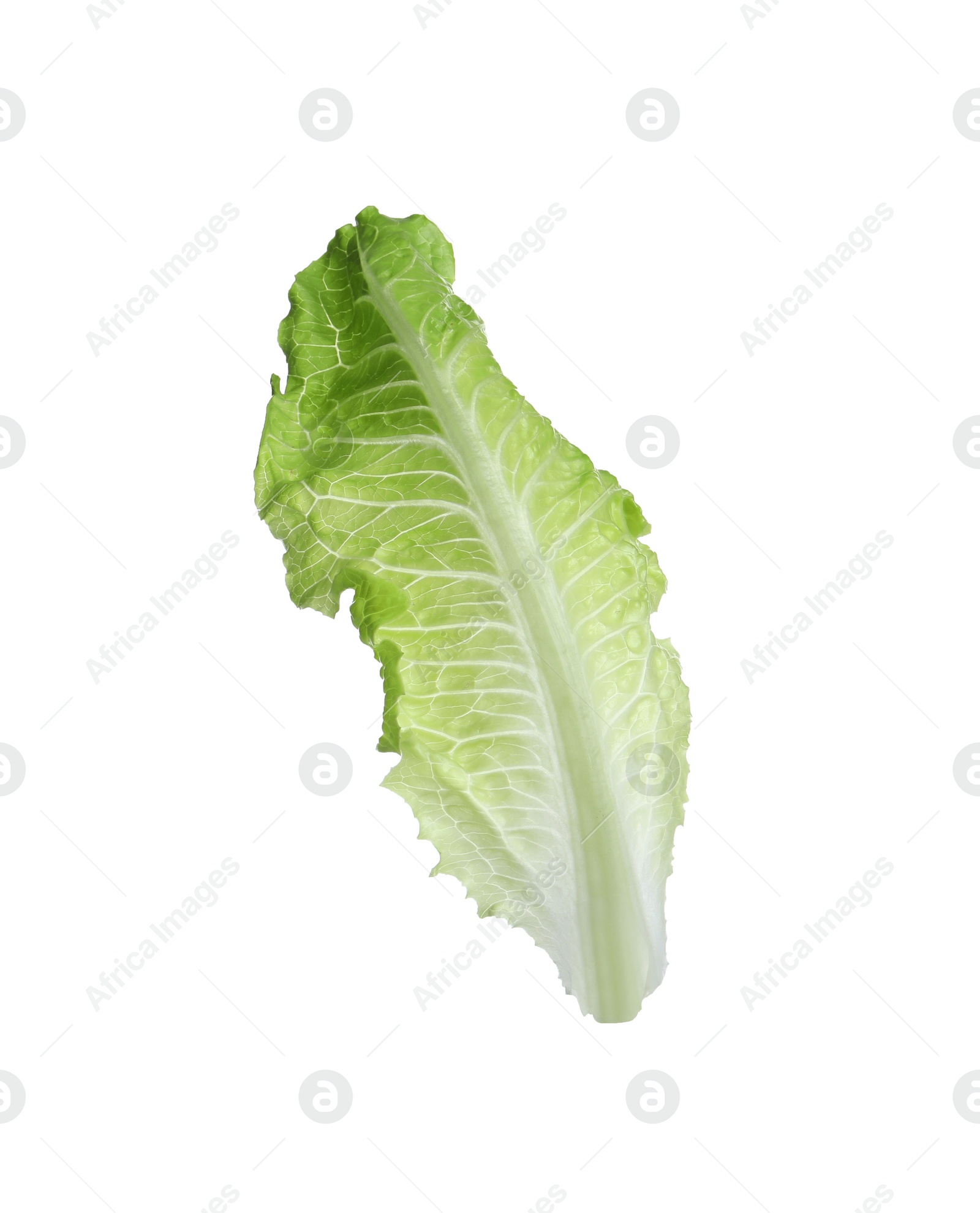 Photo of Fresh leaf of green romaine lettuce isolated on white