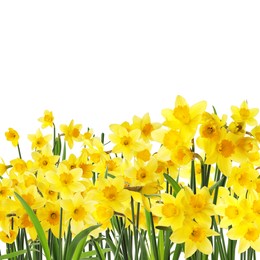 Image of Many beautiful yellow daffodils on white background