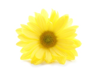 Beautiful and delicate chamomile flower on white background