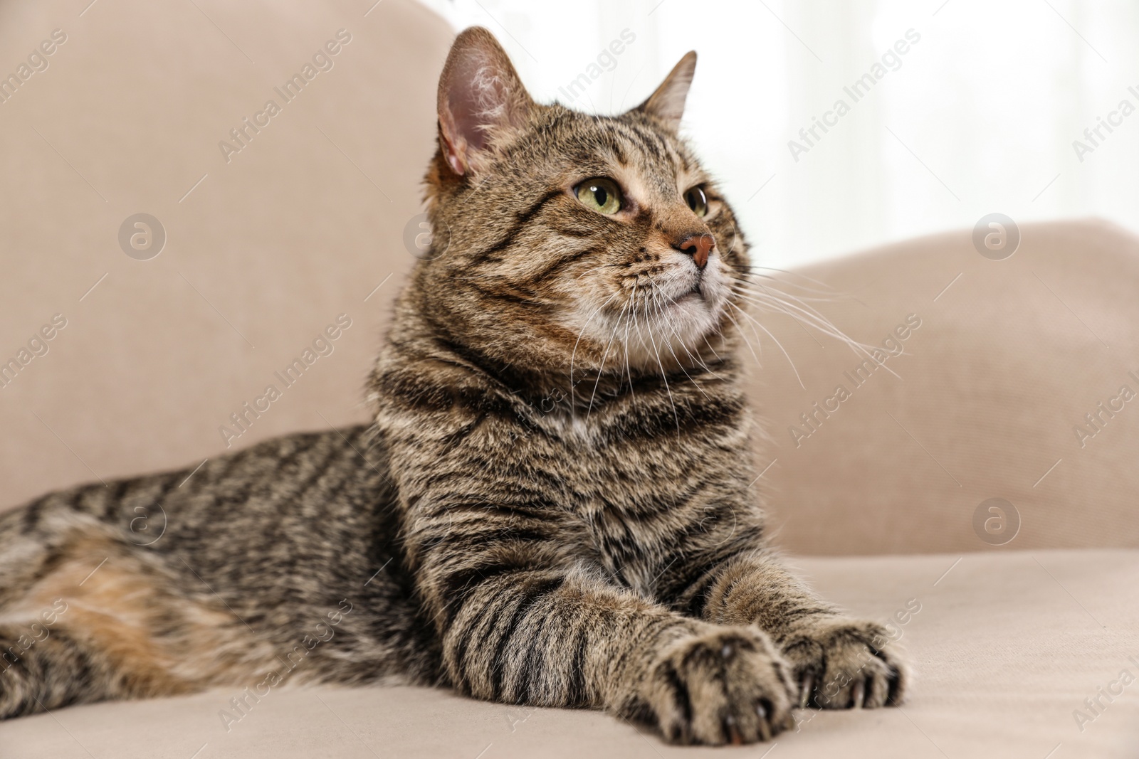 Photo of Cute tabby cat lying on sofa indoors. Friendly pet