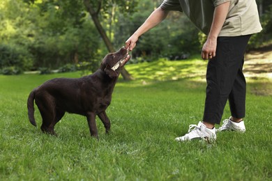Photo of Man playing with adorable Labrador Retriever dog in park, closeup