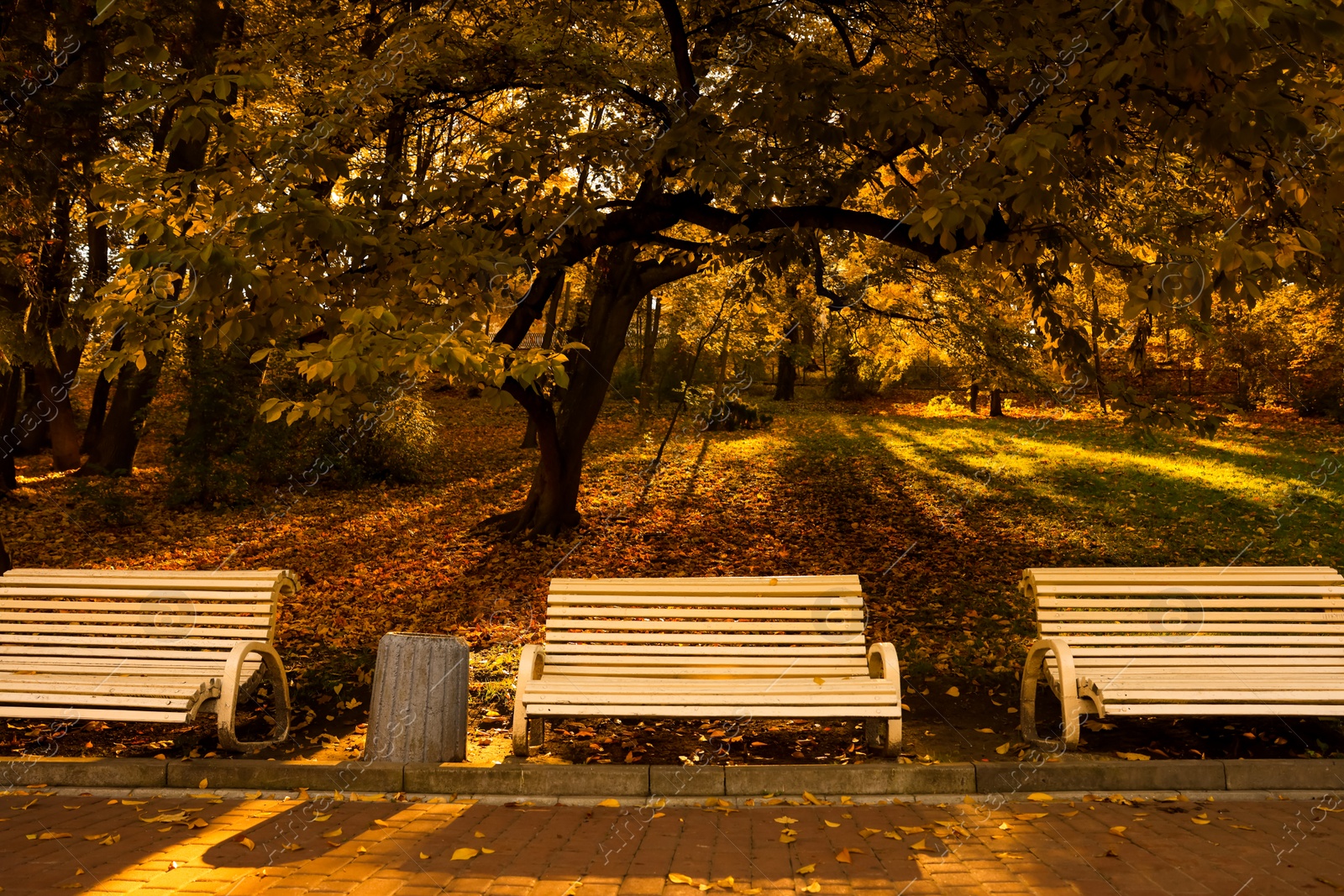 Photo of Beige wooden benches and yellowed trees in park