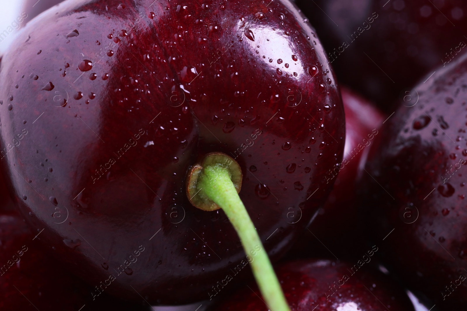 Photo of Ripe cherries with water drops as background, macro view. Fresh berry