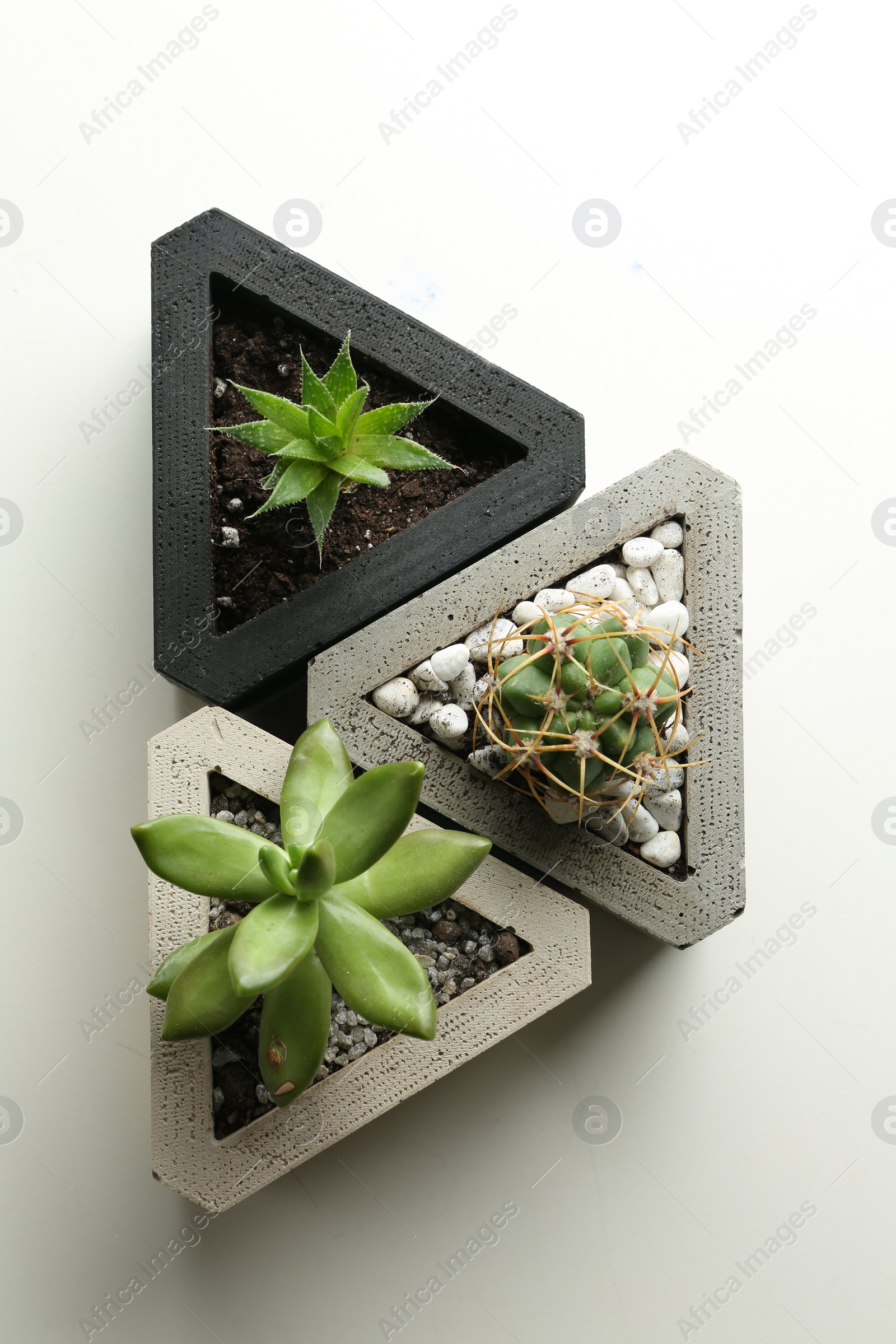 Photo of Succulent plants and cactus on white table, flat lay