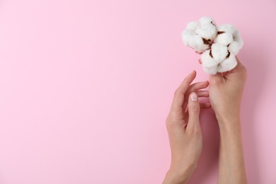 Woman holding cotton flowers on pink background, top view. Space for text