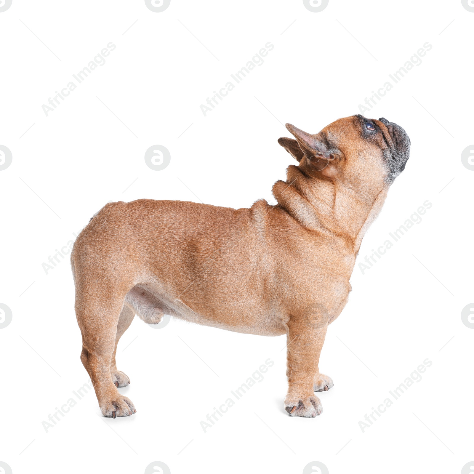 Photo of Cute French bulldog on white background. Funny pet