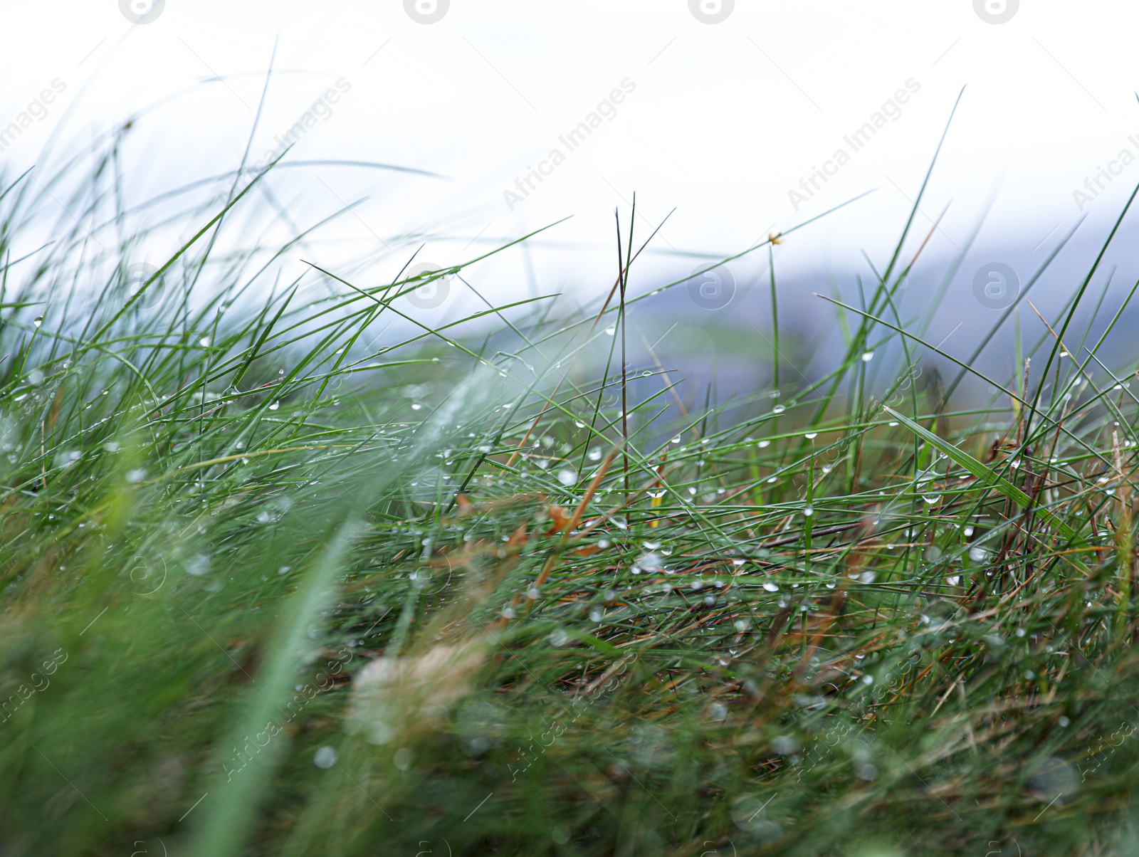 Photo of Beautiful fresh green grass with dew outdoors