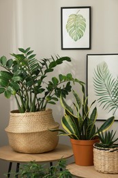 Photo of Stylish room interior with beautiful houseplants and pictures