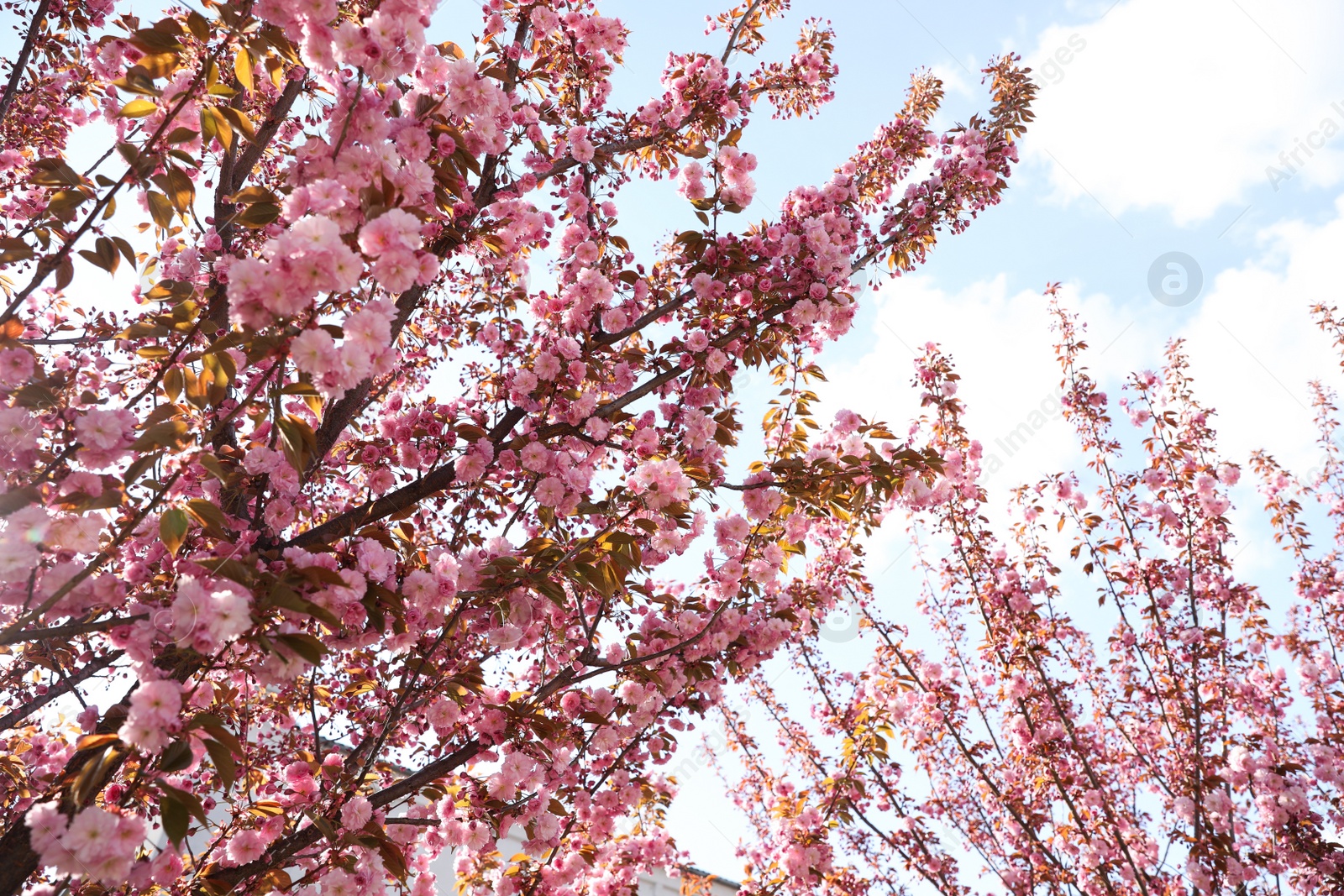 Photo of Delicate spring pink cherry blossoms on trees against blue sky