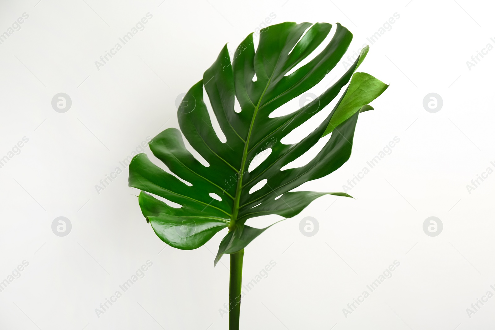 Photo of Beautiful monstera leaf on white background. Tropical plant