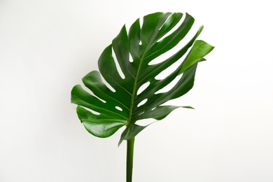 Photo of Beautiful monstera leaf on white background. Tropical plant