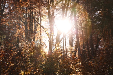 Sunlight getting through trees in autumn forest