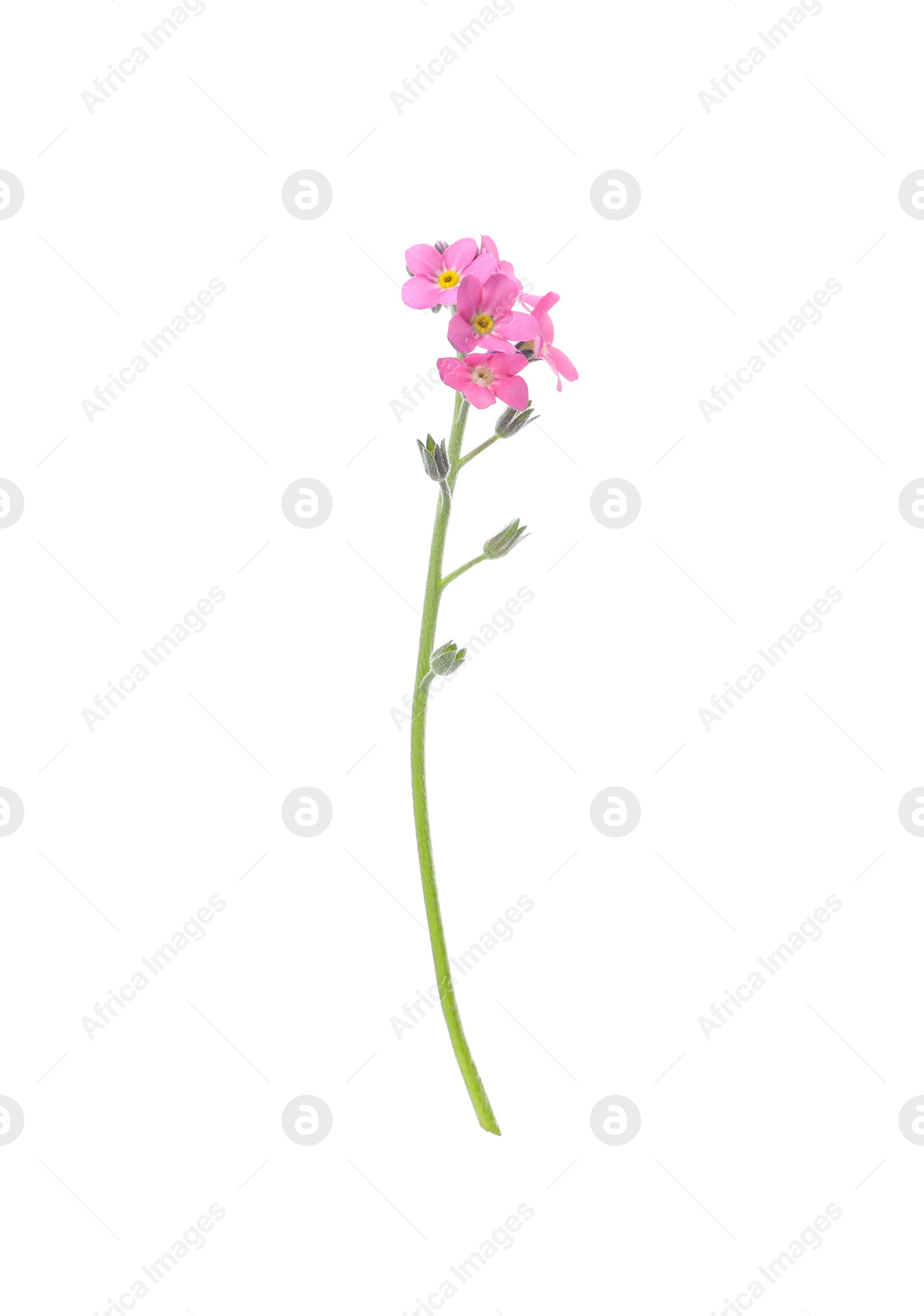 Photo of Beautiful pink Forget-me-not flowers isolated on white