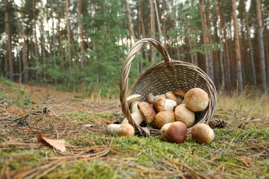 Photo of Scattered porcini mushrooms and basket in forest