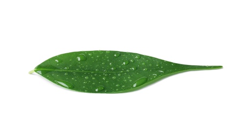 Photo of Green leaf with water drops isolated on white