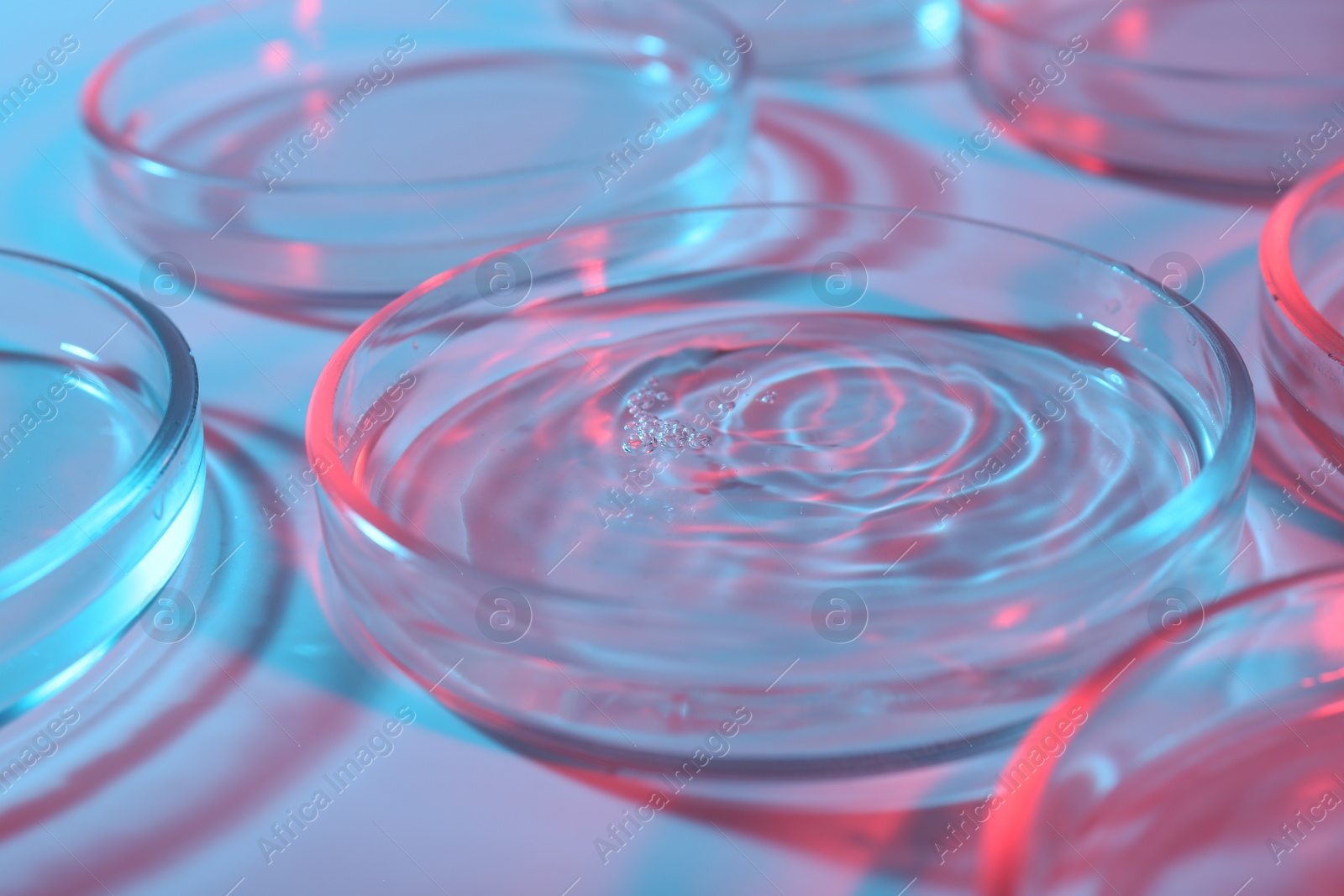 Photo of Petri dishes with liquid samples on light blue background, closeup