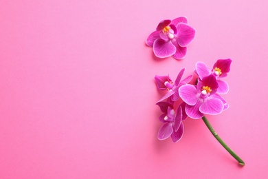 Photo of Beautiful orchid flowers on pink background, top view, space for text