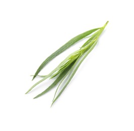 Photo of One sprig of fresh tarragon on white background, above view