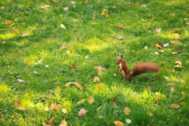 Photo of Cute red squirrel with nut on green grass in park. Space for text