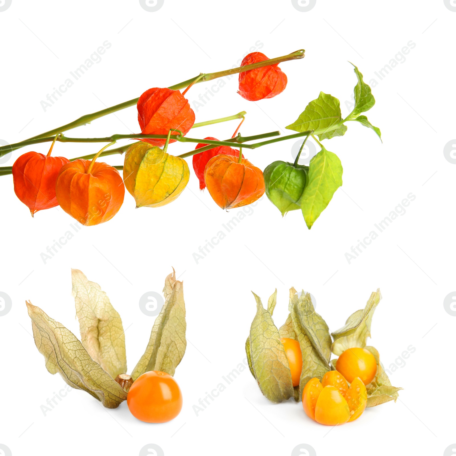 Image of Set with tasty ripe physalis fruits on white background