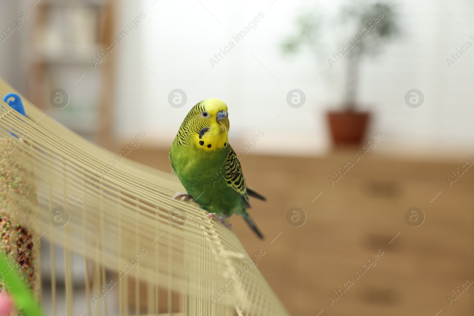 Photo of Pet parrot. Beautiful budgerigar siting on cage indoors, space for text