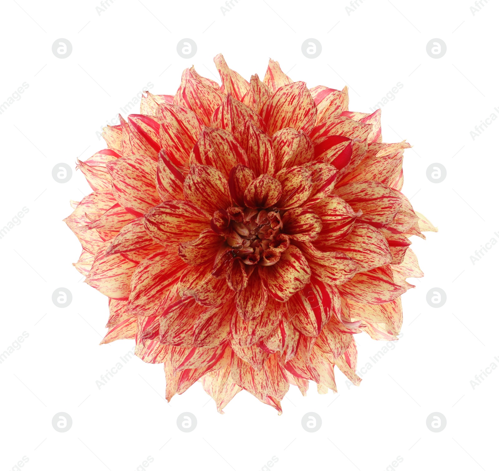 Photo of Beautiful orange dahlia flower isolated on white