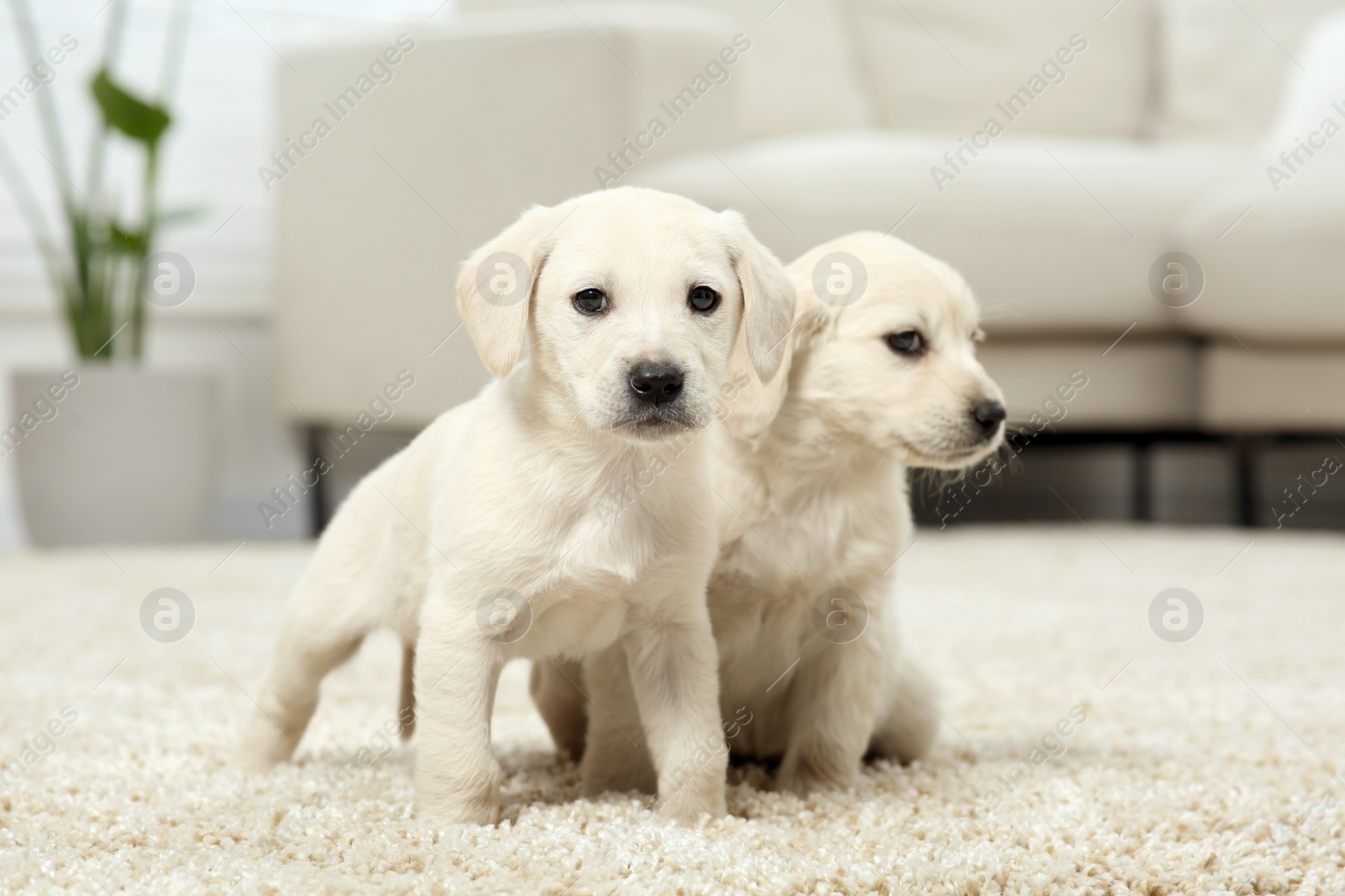 Photo of Cute little puppies on beige carpet indoors