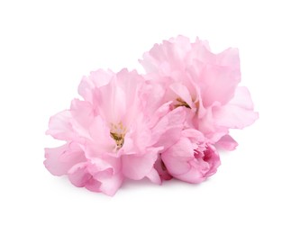 Photo of Beautiful pink sakura blossoms isolated on white