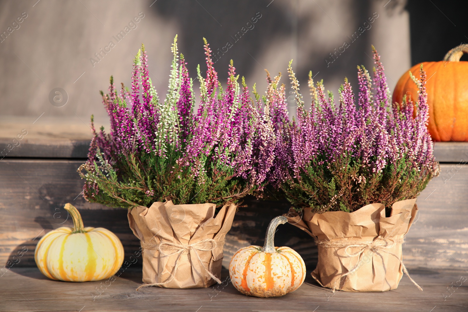 Photo of Beautiful heather flowers in pots and pumpkins on wooden surface outdoors