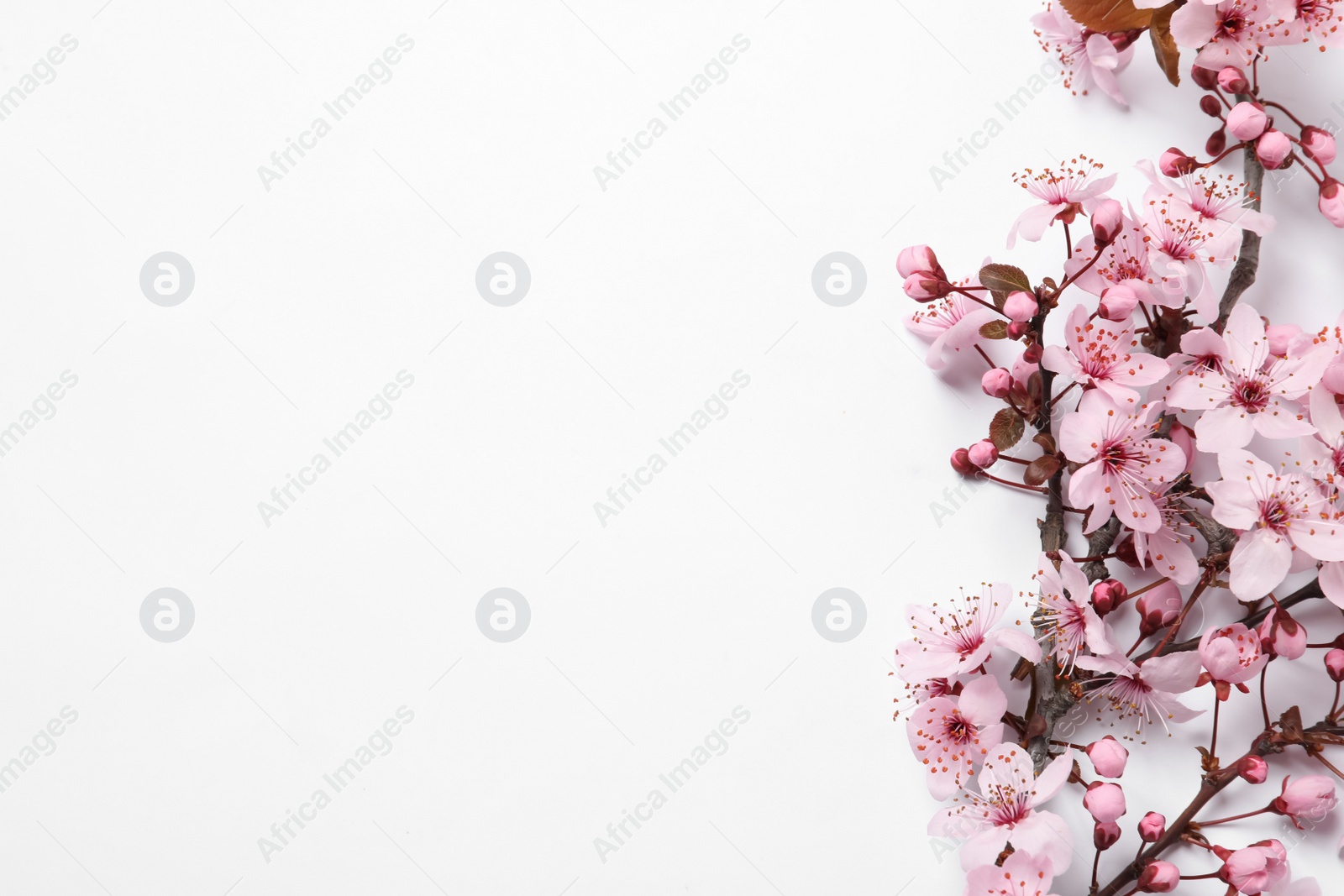 Photo of Cherry tree branch with beautiful pink blossoms on white background, top view. Space for text